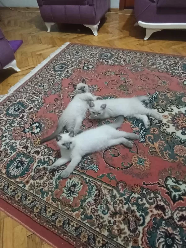 2 Aylik Yavru Kedimiz Rezerveye Acık 1 Erkek 1 Dişi