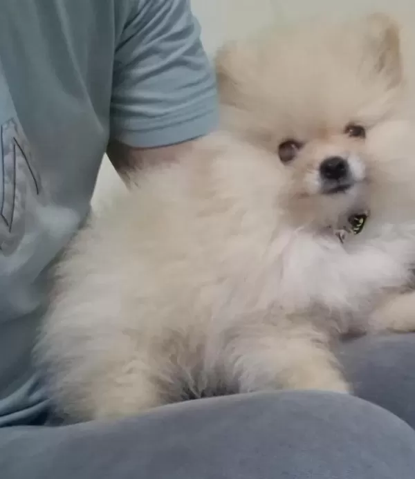 Pomeranian Boo Erkek 2.5 Aylık Surat