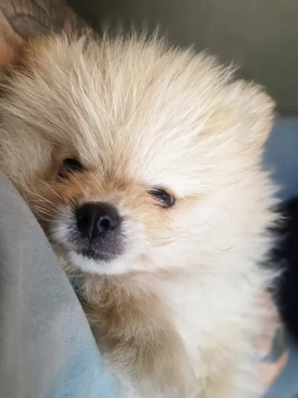 Pomeranian Boo Erkek 2.5 Aylık Surat