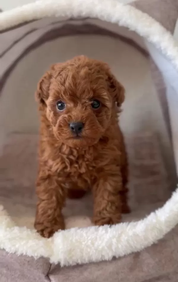 Ziyarete Açik Erkek Dişi Toy Poodle Bebekler