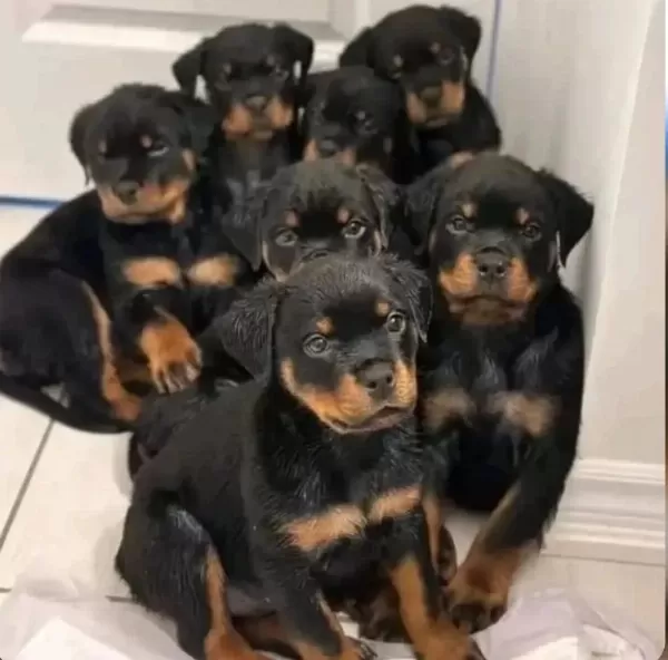 İrkının En İyisi Rottweiler Yavrular Kapıda Ödeme Mevcut