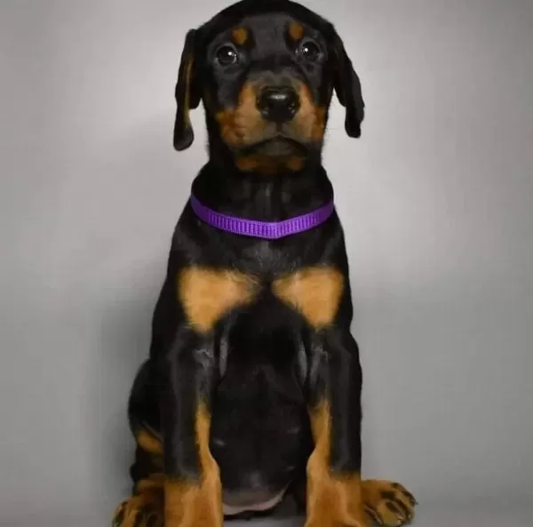 İrkının En İyisi Doberman Yavrular Kapıda Ödeme Mevcut