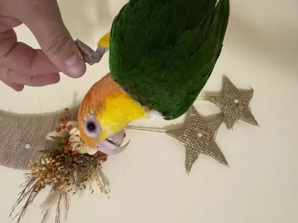 Konuşan Portakal Kafa Caique 81 İle Gönderim Mevcut