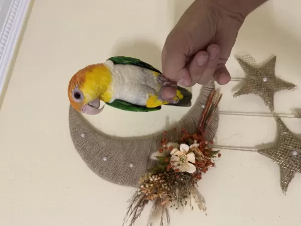 Konuşan Portakal Kafa Caique 81 İle Gönderim Mevcut