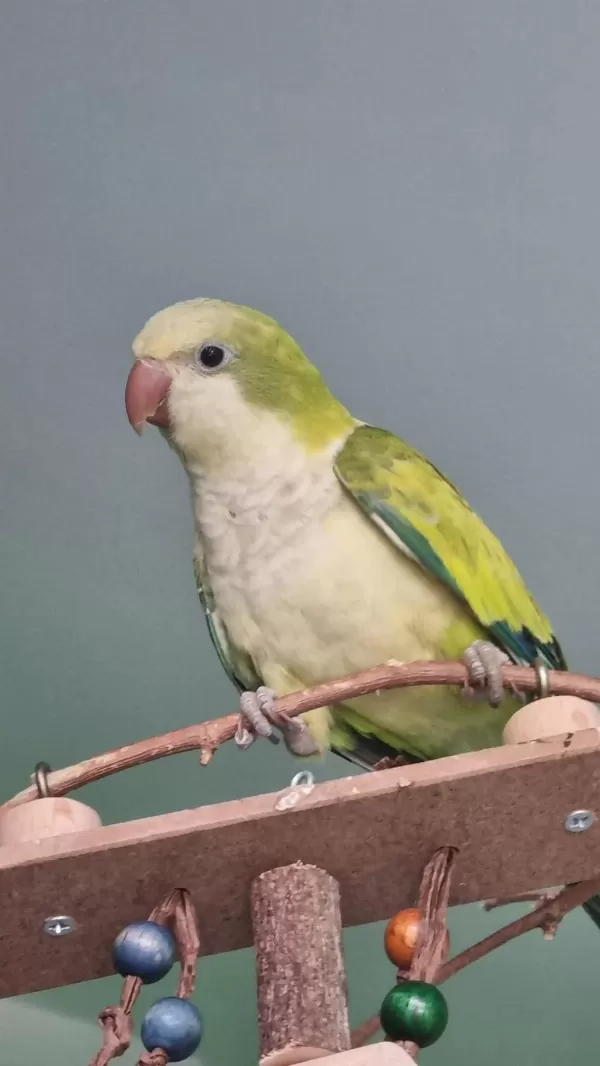 4 Aylık Pastel Yeşil El Besleme Cana Yakın Monk
