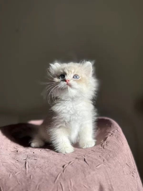 Nadir Renk Blue Golden Ay11 British Longhair
