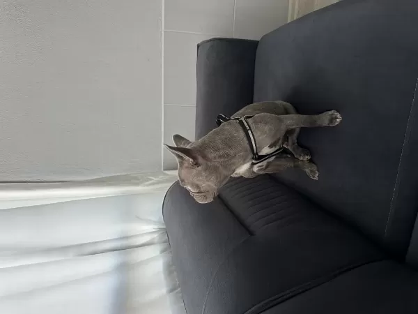 French Bulldog Köpeğimiz