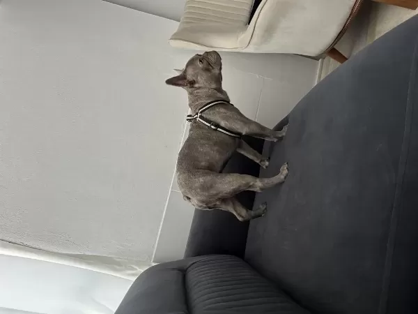 French Bulldog Köpeğimiz