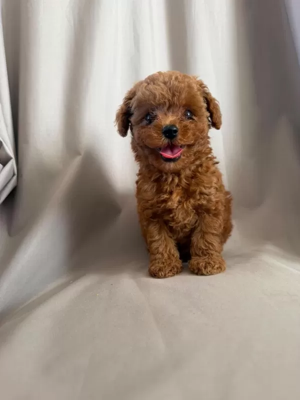 Orjinal Toy Poodle Yavrumuz