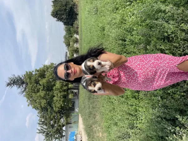 Beagle Yavrularım Sağlık Ve Garantilidir