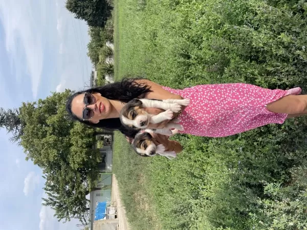 Beagle Yavrularım Sağlık Ve Garantilidir
