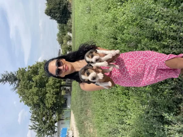 Beagle Yavrularım Sağlık Ve Garantilidir