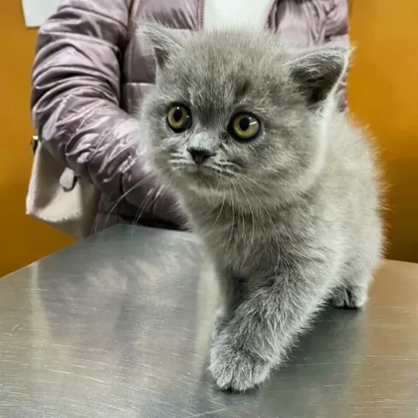 British Shorthair Yavrulari