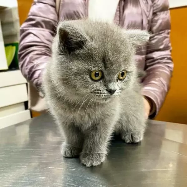 British Shorthair Yavrulari