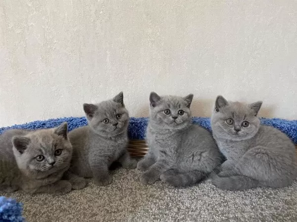 British Shorthair Yavrulari
