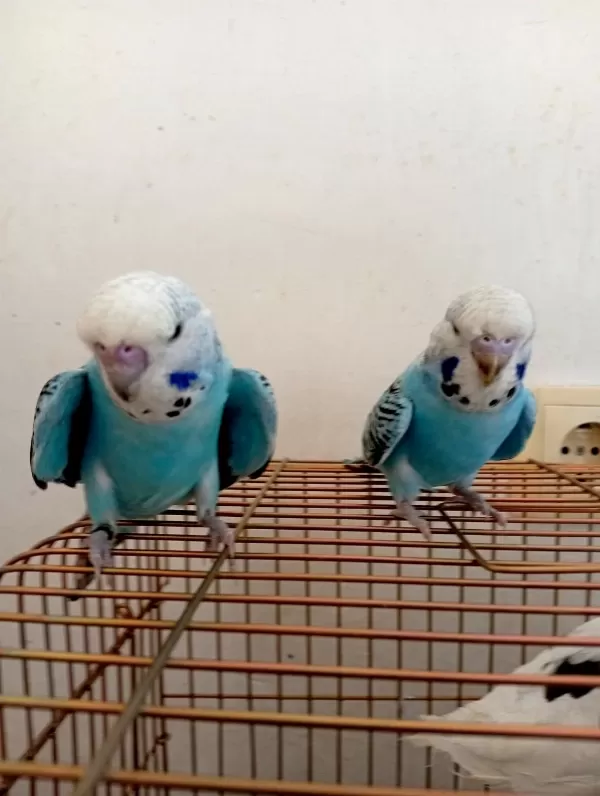Jumbo Çift Yavrulu Muhabbet Kuşu