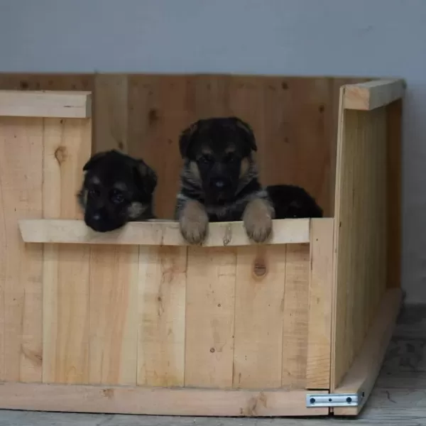 Alman Çoban Köpeği Yavrulari