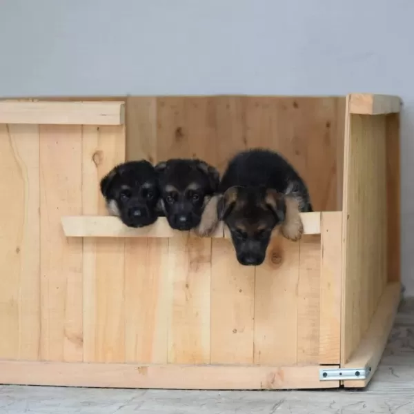 Alman Çoban Köpeği Yavrulari