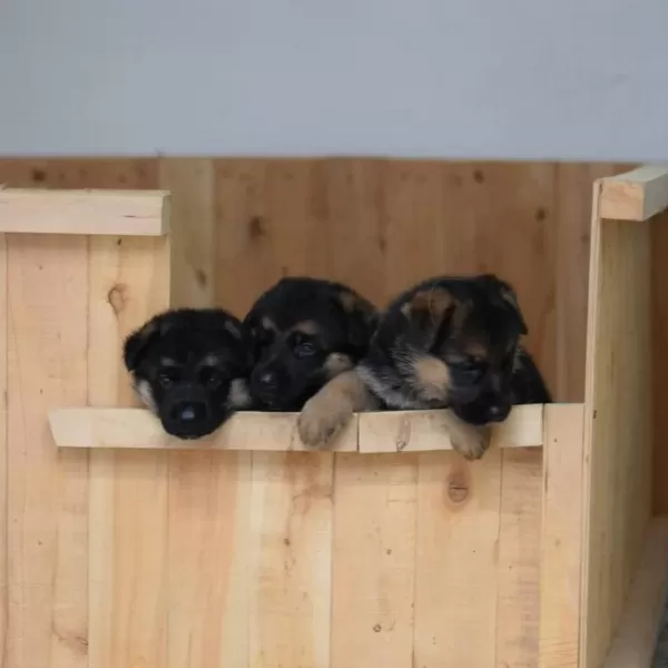 Alman Çoban Köpeği Yavrulari