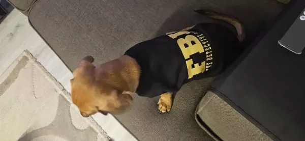 Dünya Tatlısı Dachshund Kızımız