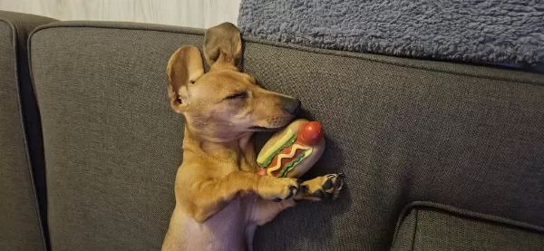 Dünya Tatlısı Dachshund Kızımız