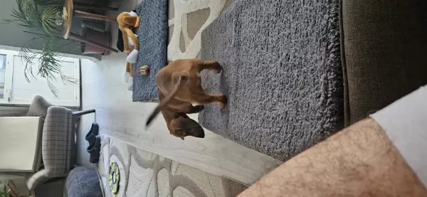 Dünya Tatlısı Dachshund Kızımız