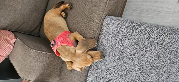 Dünya Tatlısı Dachshund Kızımız