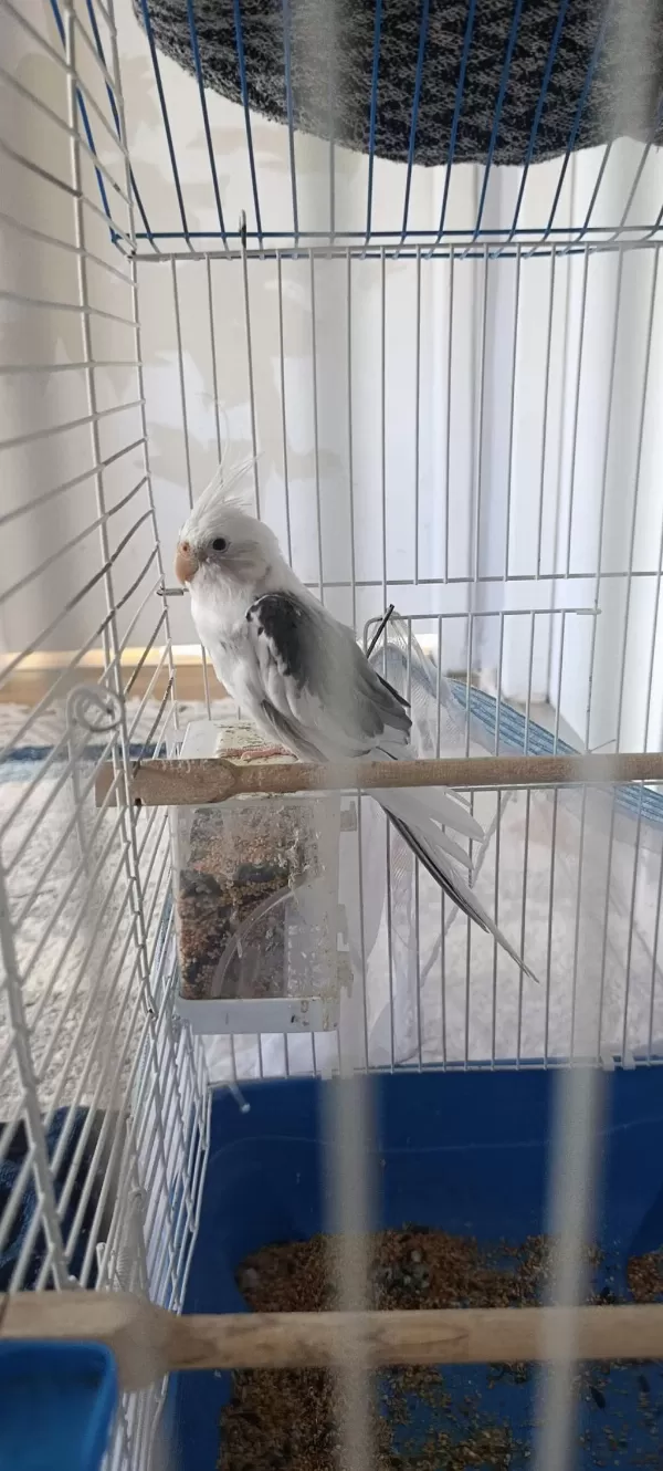 Satılık Sultan Papağanı