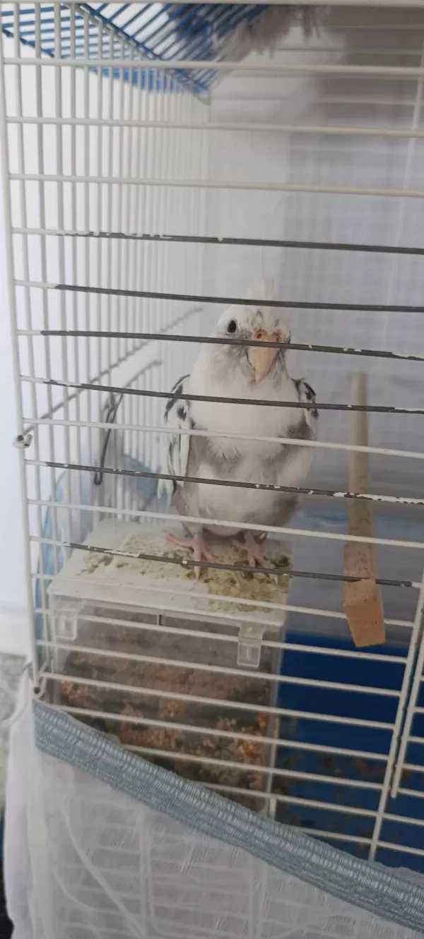 Satılık Sultan Papağanı
