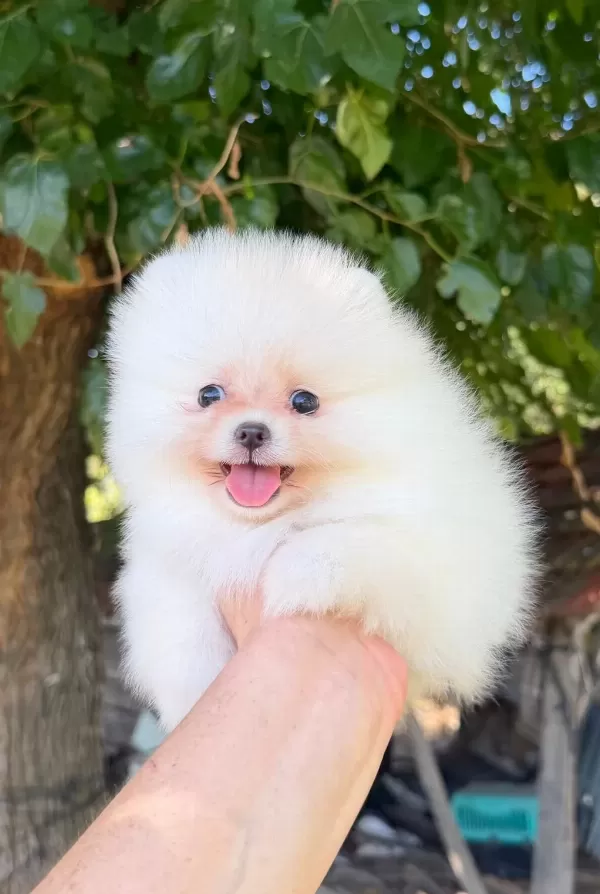Sağlik Ve İrk Garantili Pomeranian