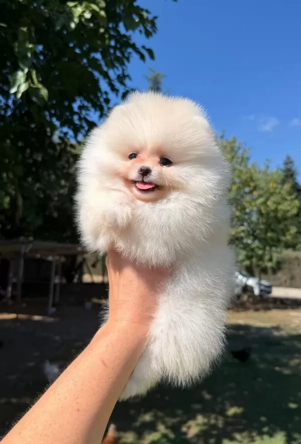Sağlik Ve İrk Garantili Pomeranian
