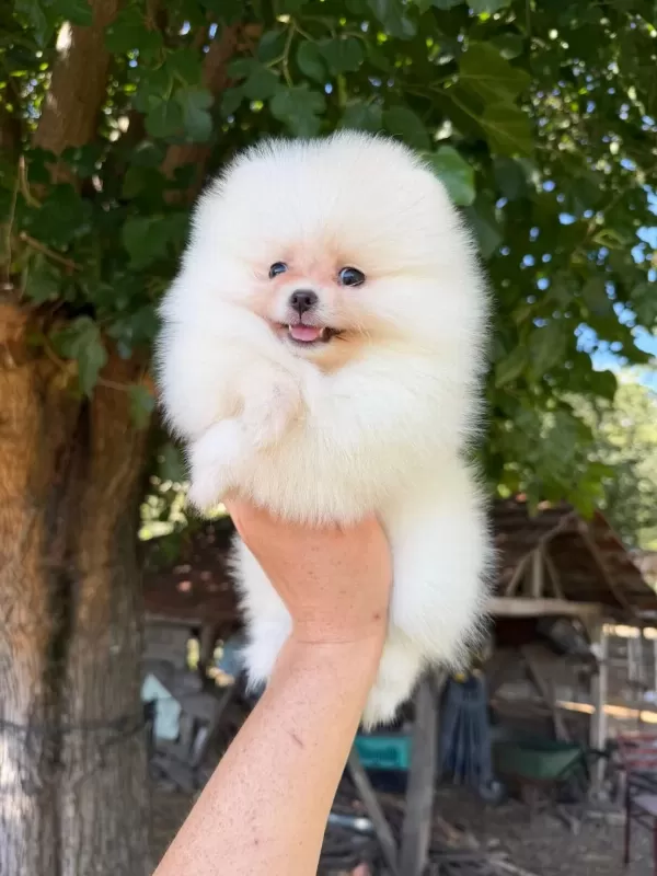 Sağlik Ve İrk Garantili Pomeranian