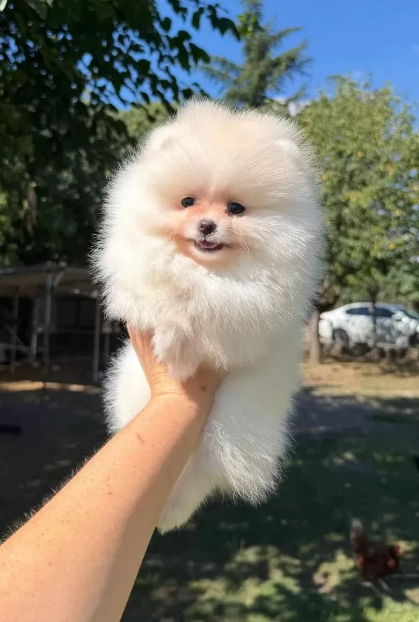 Sağlik Ve İrk Garantili Pomeranian