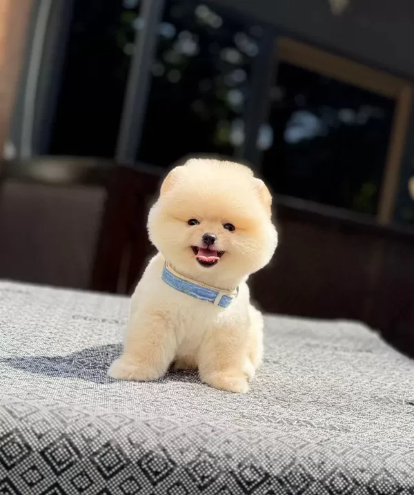 Sağlik Ve İrk Garantili Pomeranian