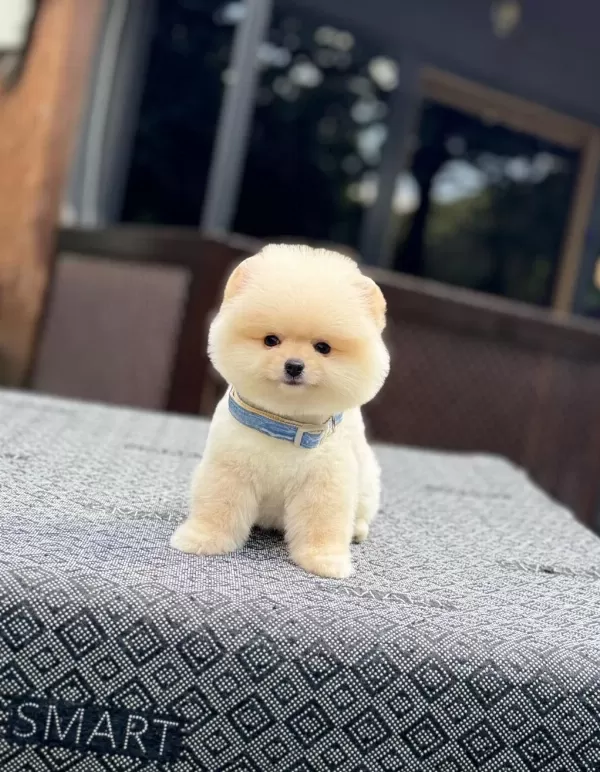 Sağlik Ve İrk Garantili Pomeranian
