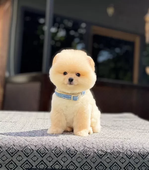 Sağlik Ve İrk Garantili Pomeranian