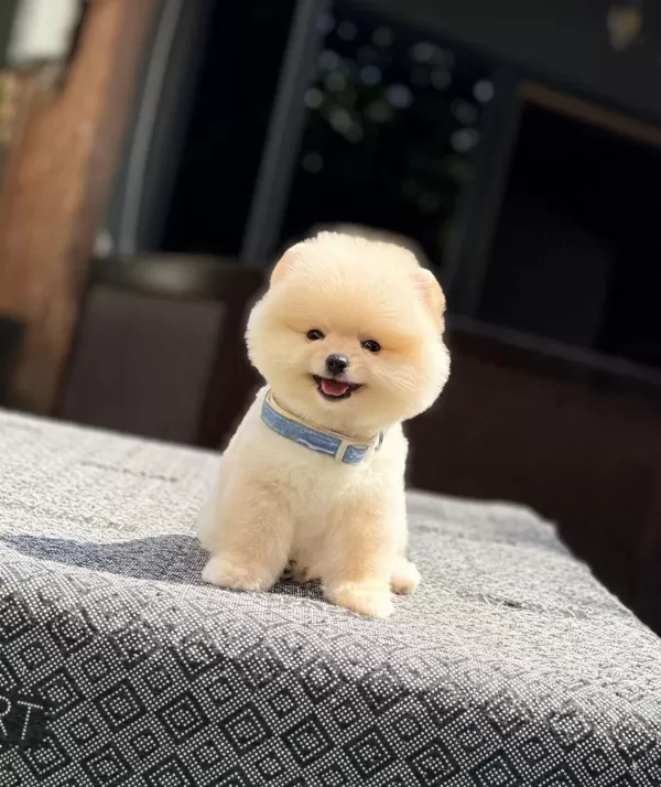 Sağlik Ve İrk Garantili Pomeranian