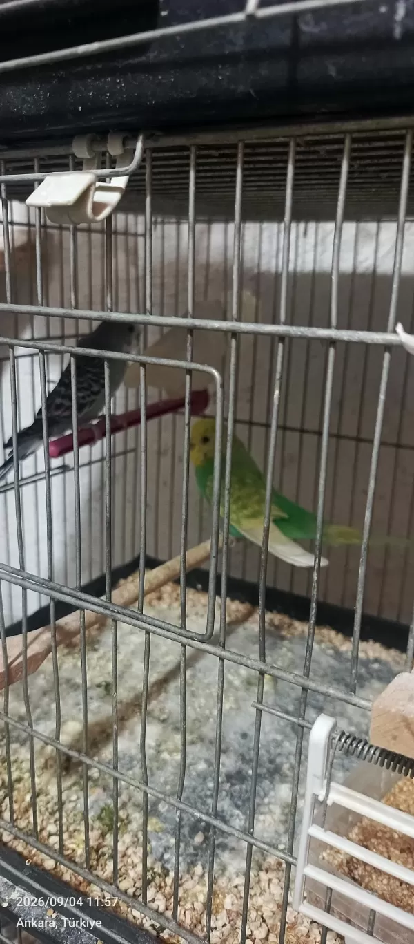 Uygun Fiyata Verilecek Muhabbet Kuşu Gelen Alır