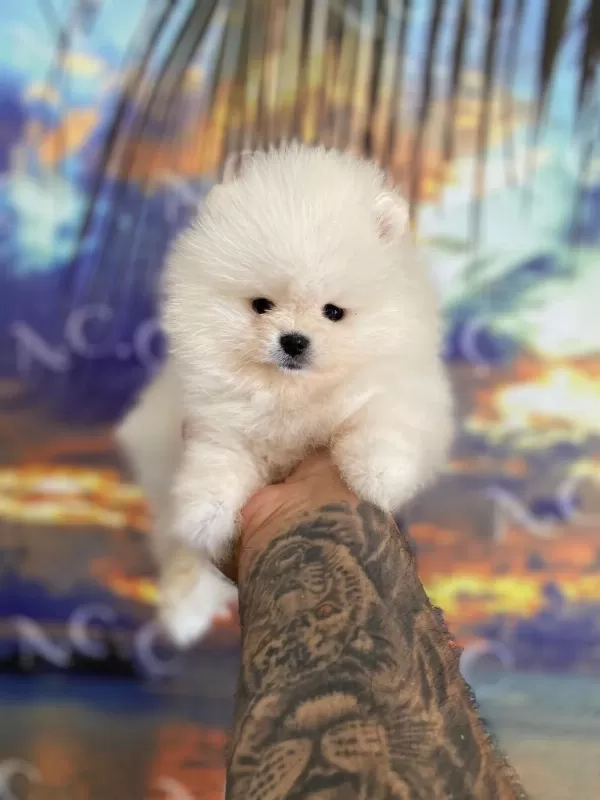 Sağlik Ve İrk Garantili Pomeranian Boo