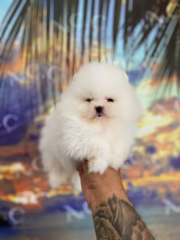 Sağlik Ve İrk Garantili Pomeranian Boo