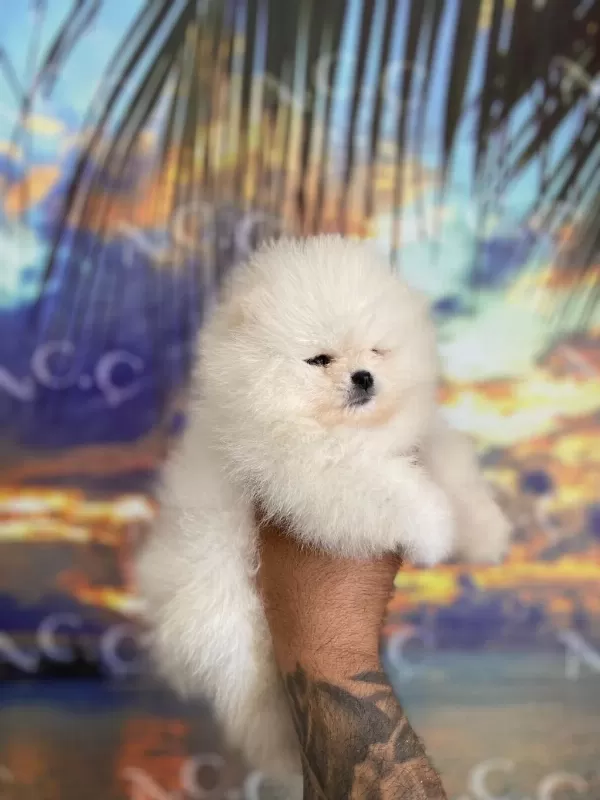 Sağlik Ve İrk Garantili Pomeranian Boo