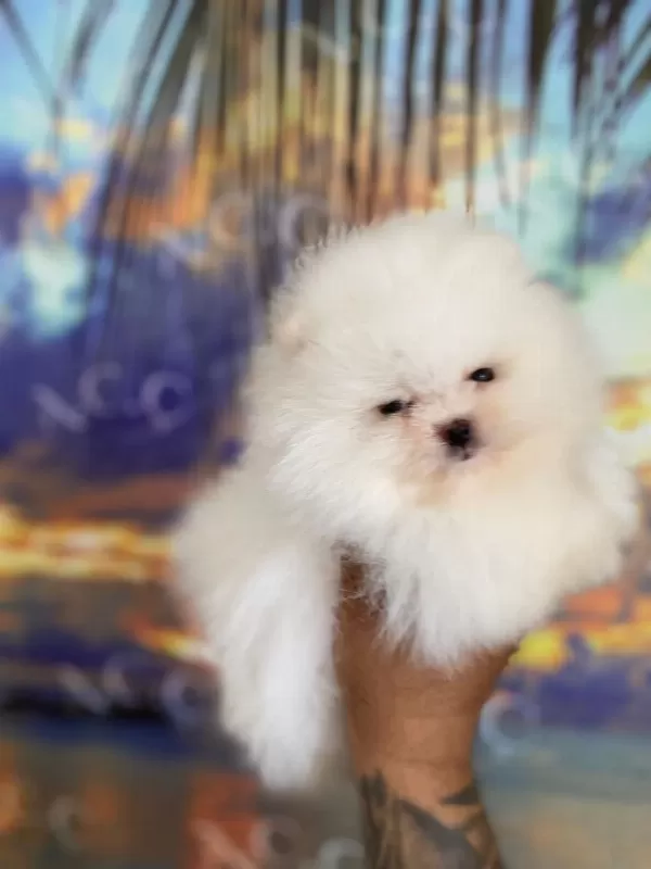 Sağlik Ve İrk Garantili Pomeranian Boo