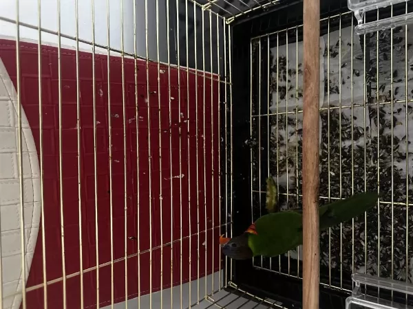 Mükemmel Yavru Gökkuşağı Lori