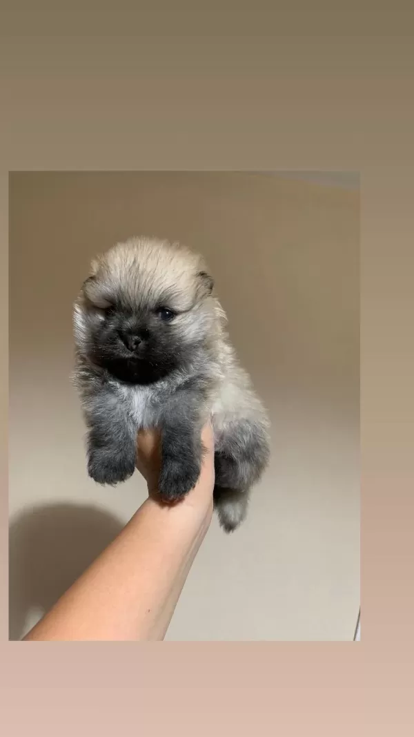 Teacup Pomeranianboo Erkek Bebeğim