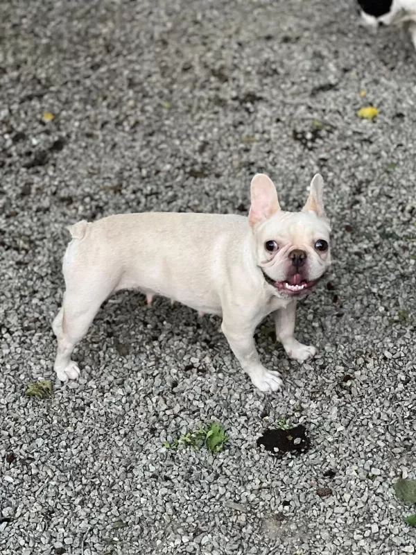Micro Boy Platinium Dişi French Bulldog