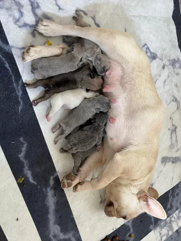 Micro Boy Platinium Dişi French Bulldog