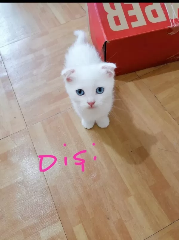 Scottish Fold Ve Straight Longhair Yavrular
