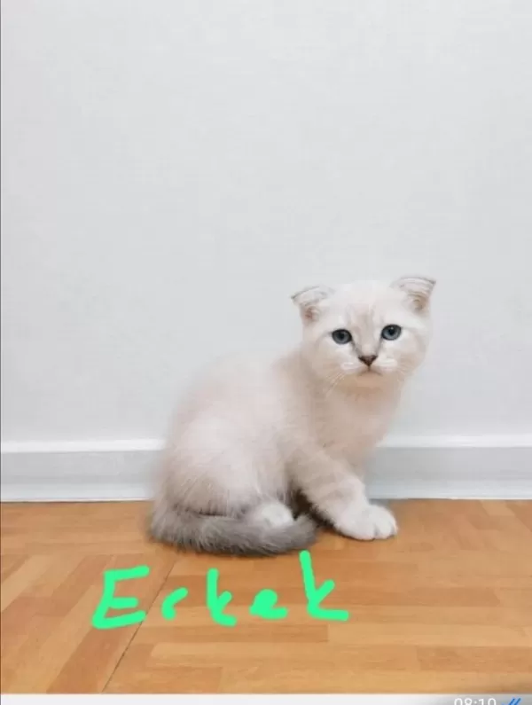 Scottish Fold Ve Straight Longhair Yavrular