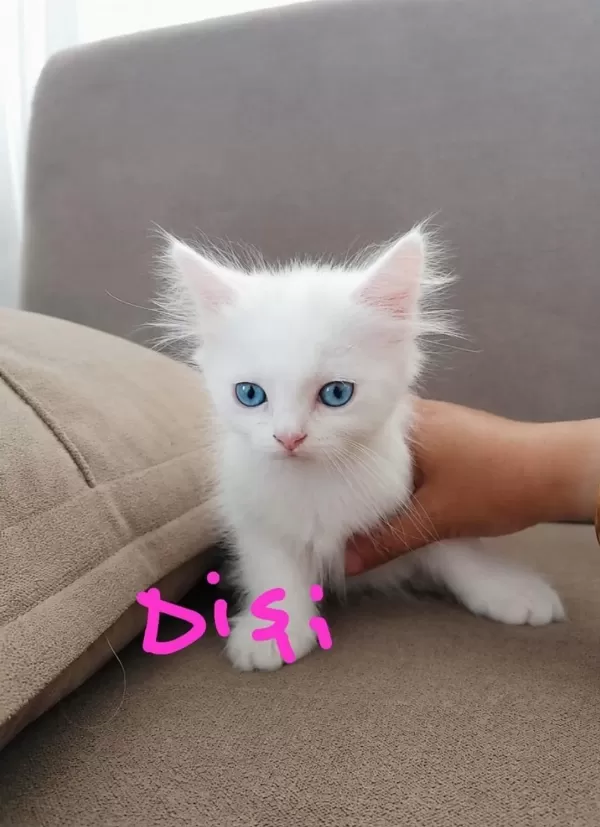 Scottish Fold Ve Straight Longhair Yavrular
