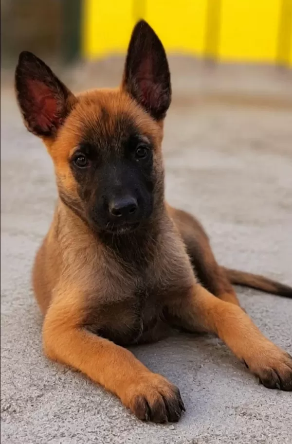 Muhteşem Kan Hattı Malinois Yavrular